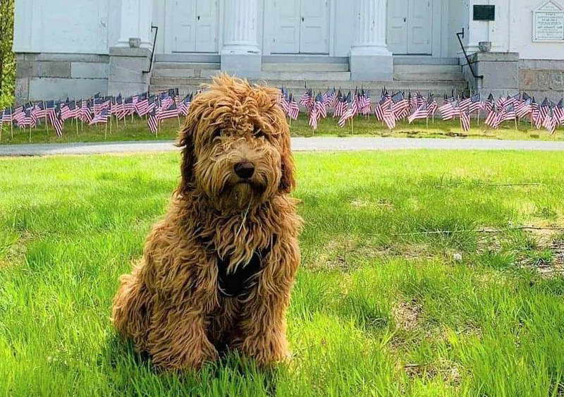 Welsh Terrier Poodle Mix