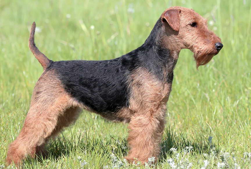 Welsh Terrier Puppies For Sale Near Me