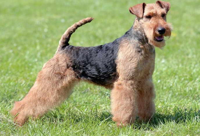 Welsh Terrier Size