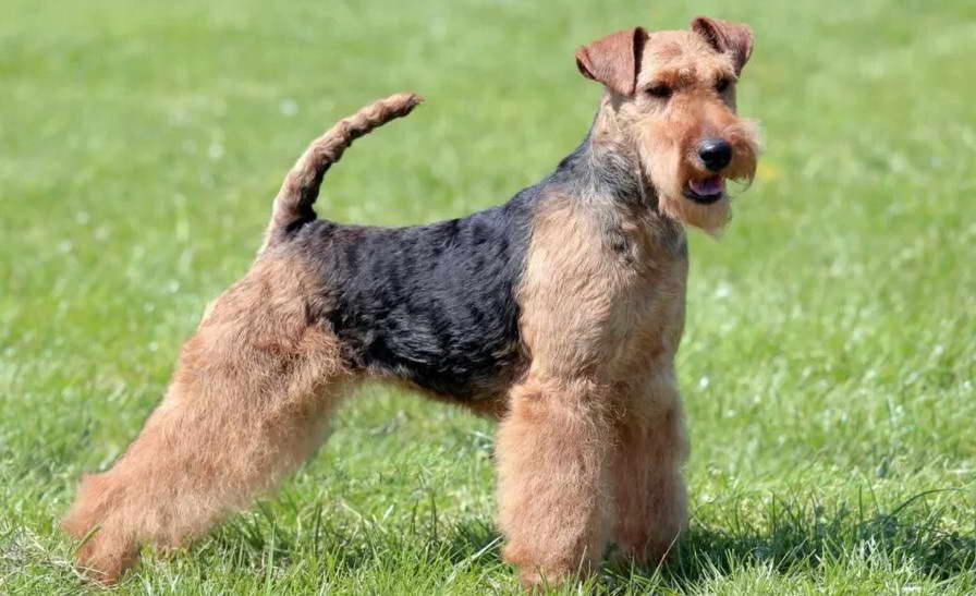 Welsh Terrier vs Airedale Terrier