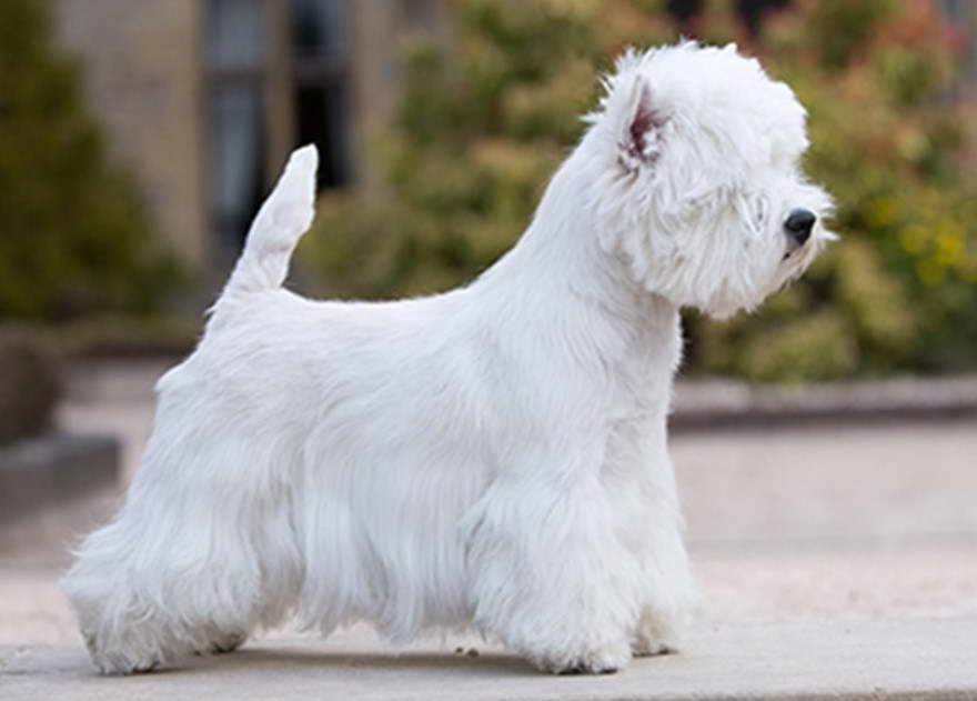 West Highland Terrier Cost