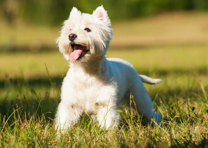 West Highland Terrier For Sale Texas