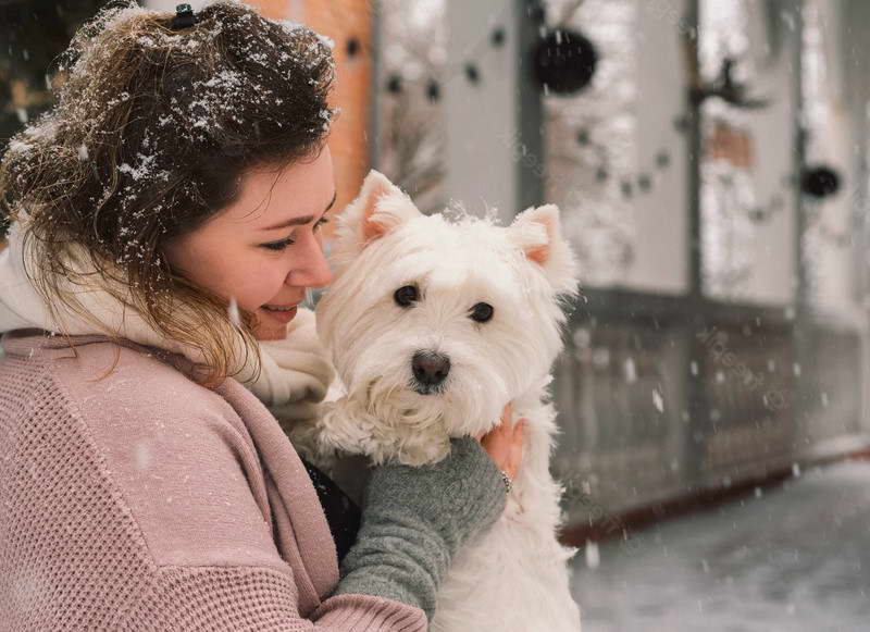 West Highland White Terrier Adoption