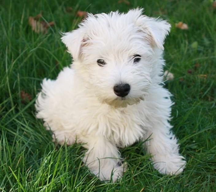 West Highland White Terrier Breeders Near Me