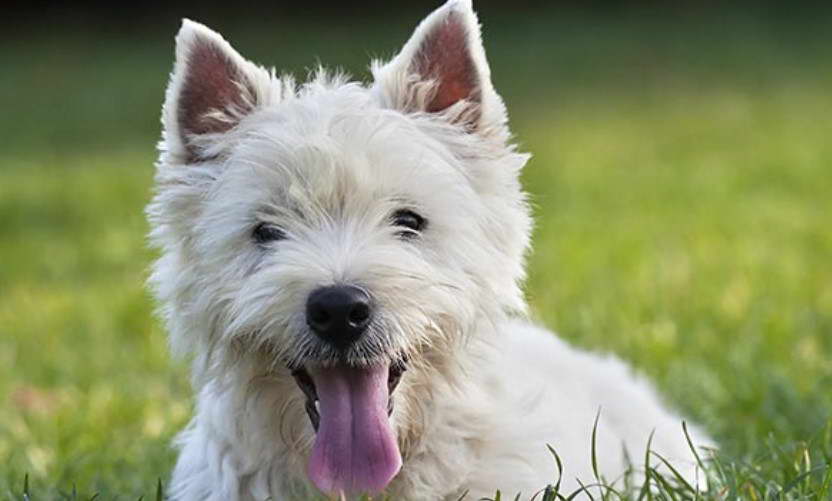 West Highland White Terrier Shed