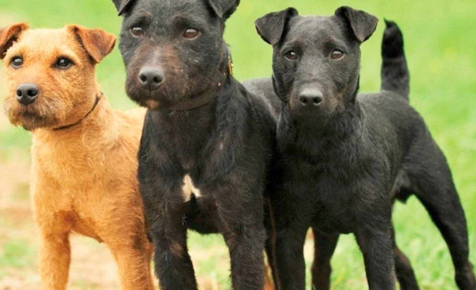 What Is A Patterdale Terrier