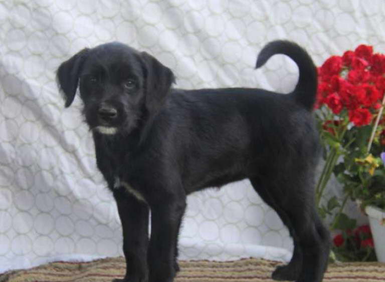 Wheaten Terrier Mix Puppy