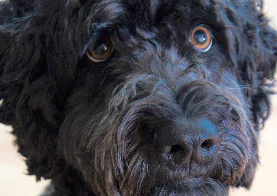 Wheaten Terrier Poodle Mix Black