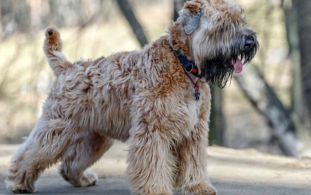 Wheaten Terrier Rescue Ohio