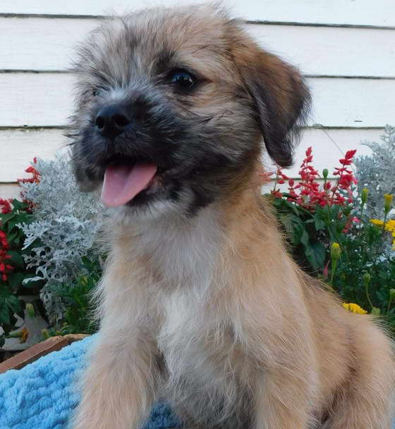 Wheaten Terrier Shih Tzu Mix