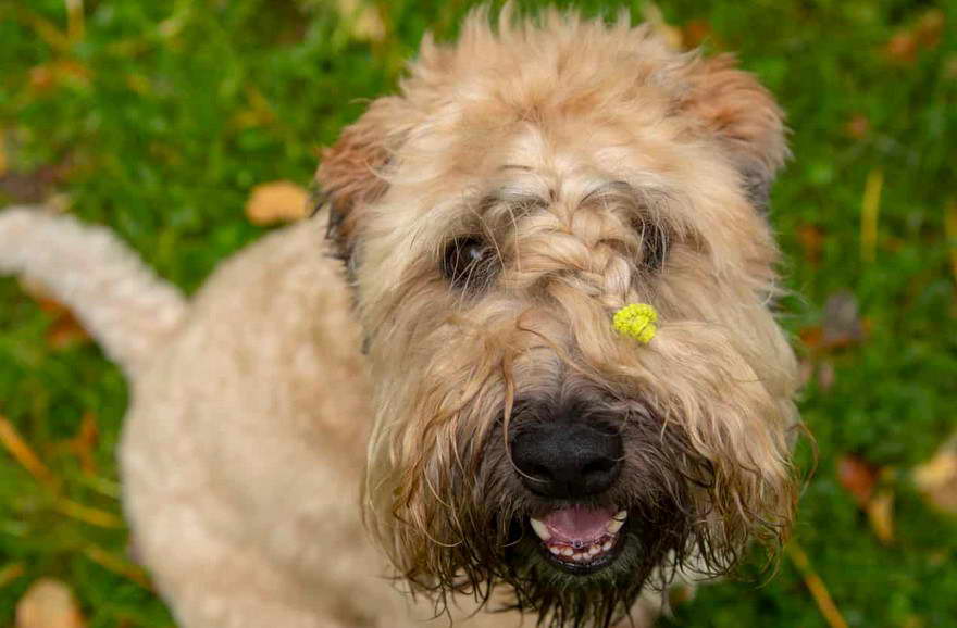 Why Is My Wheaten Terrier So Aggressive