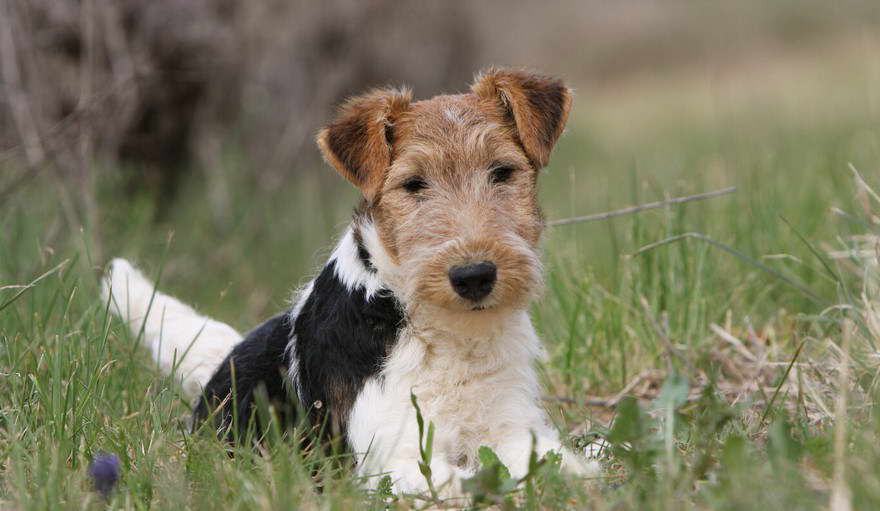 Wire Haired Fox Terrier Pups For Sale