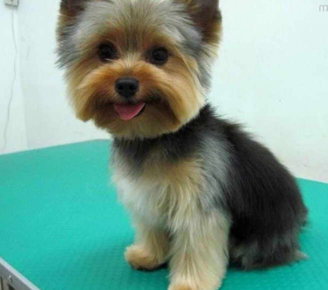 Yorkie Terrier Haircut Styles