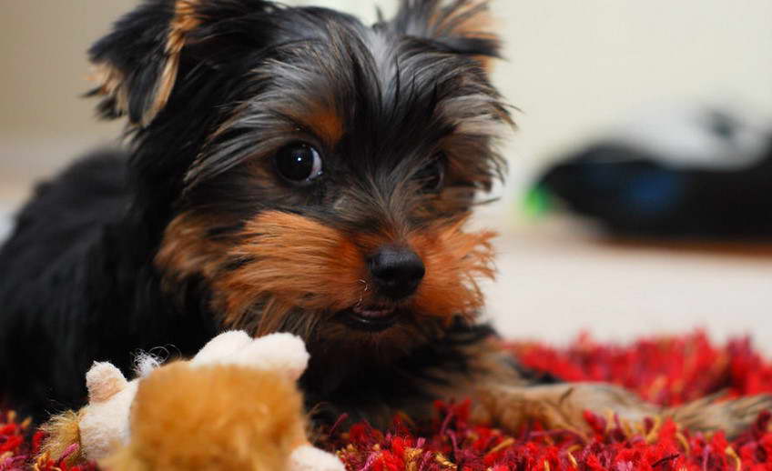 Yorkshire Terrier Baby