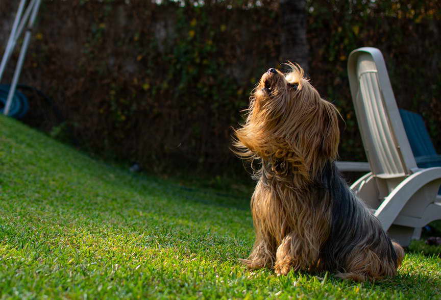 Yorkshire Terrier Barking