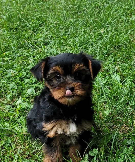 Yorkshire Terrier Breeders in Michigan