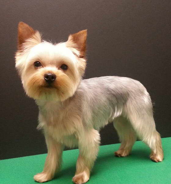 Yorkshire Terrier Cuts