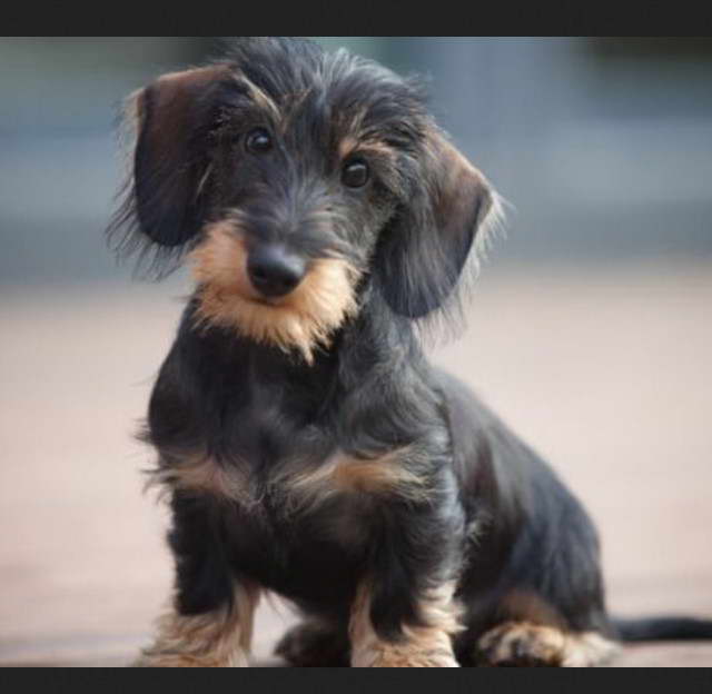 Yorkshire Terrier Dachshund Mix