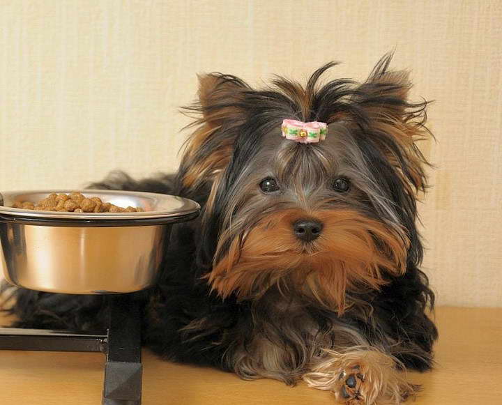 Yorkshire Terrier Food