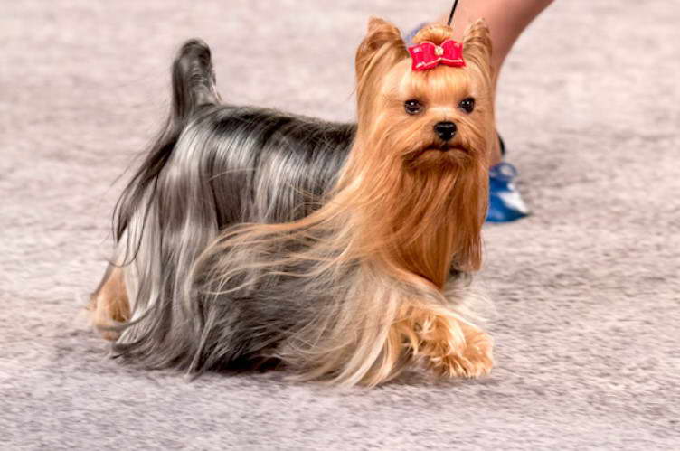 Yorkshire Terrier Grooming Styles