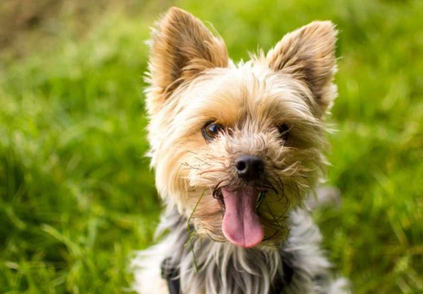 Yorkshire Terrier Mini Precio