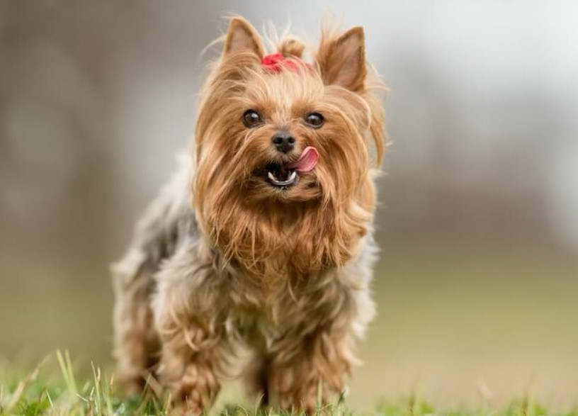 Yorkshire Terrier Names