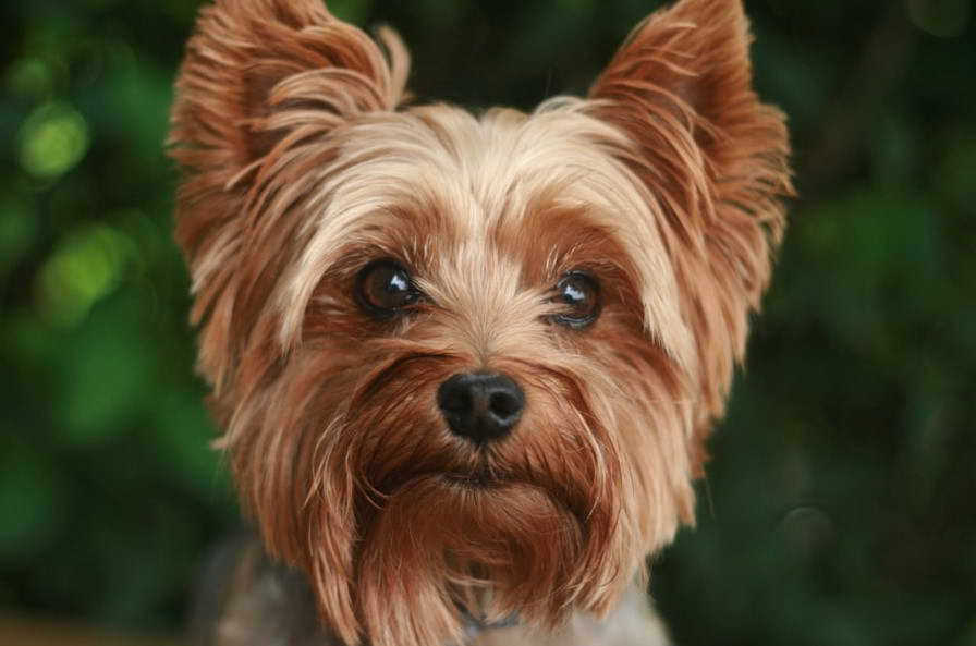 Yorkshire Terrier Pics