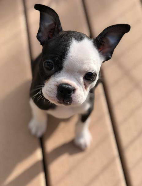 10 Week Old Boston Terrier