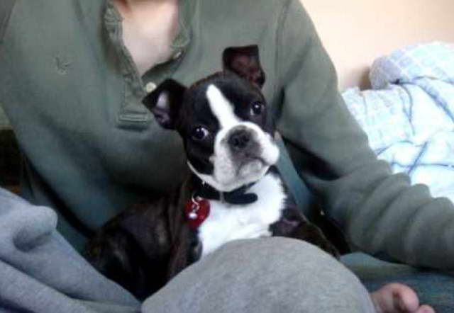 12 Week Old Boston Terrier