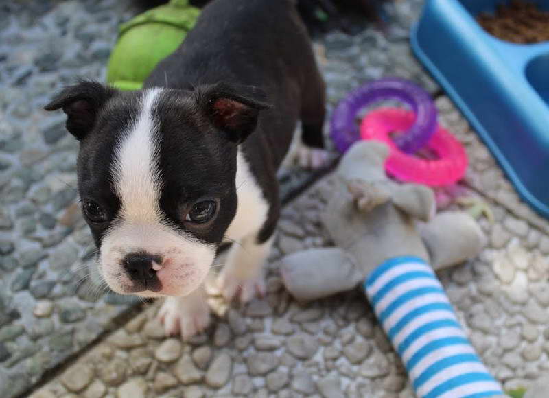 6 Week Old Boston Terrier