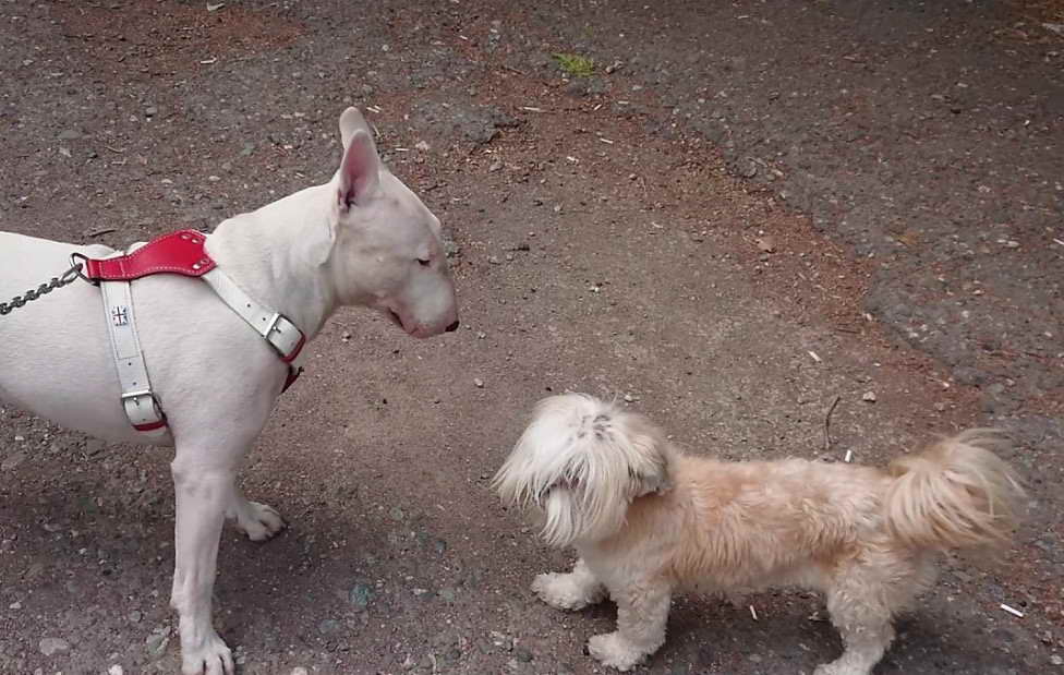 Bull Terrier Shih Tzu Mix