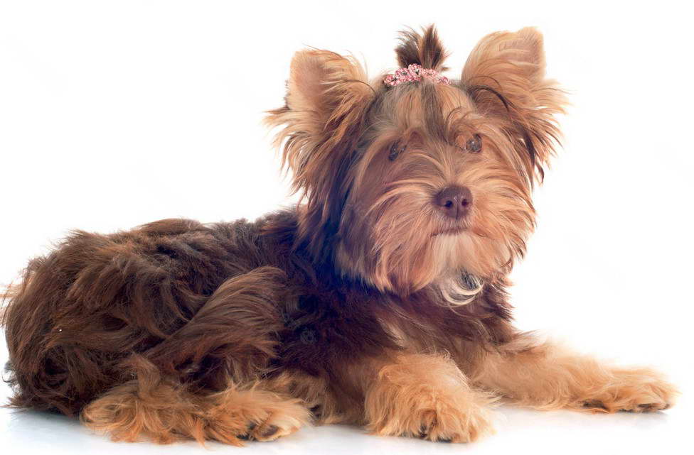 Chocolate Yorkshire Terrier