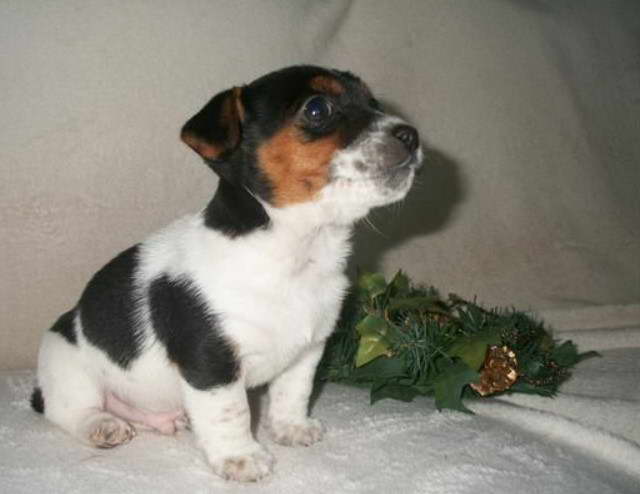 Teacup Miniature Jack Russell Terrier