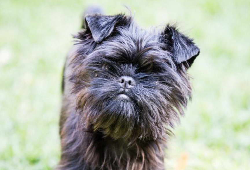 Affenpinscher Terrier Mix