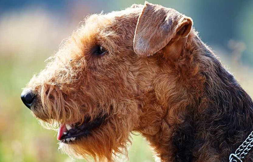 Airedale Terrier Club of America