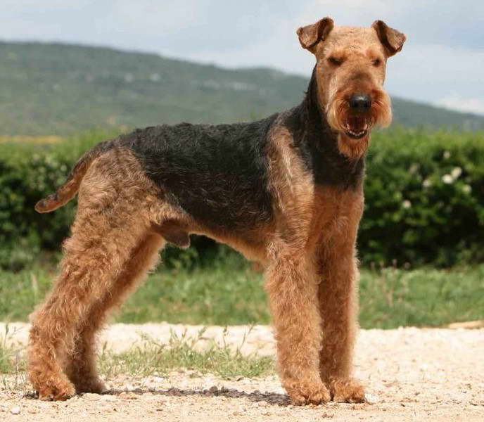 Airedale Terrier Images