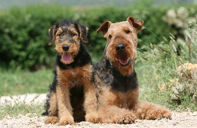 Airedale Terrier Oregon