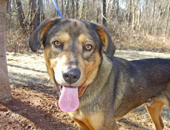 Airedale Terrier Pitbull Mix