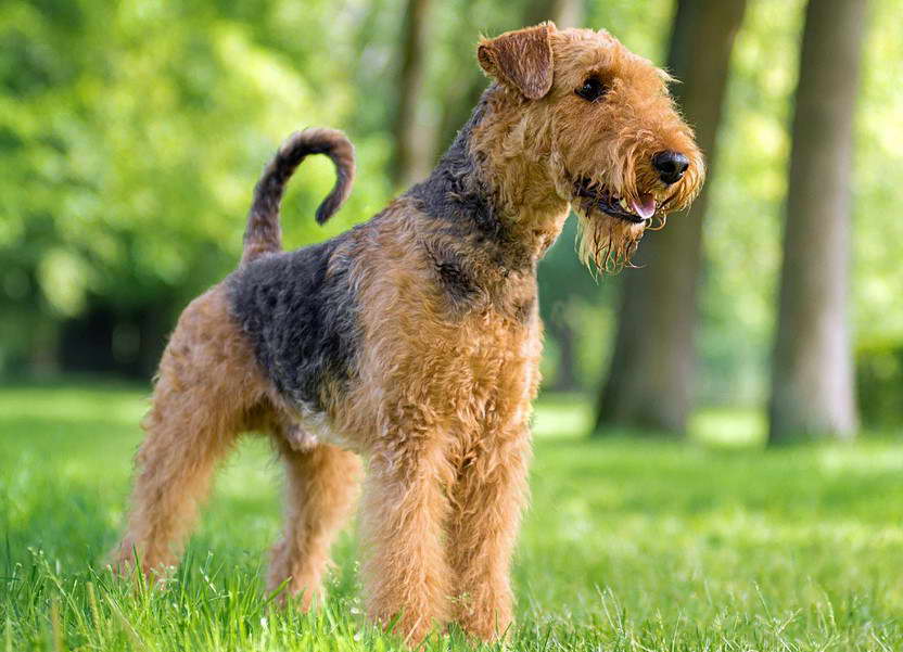 Airedale Terrier Puppies For Sale California