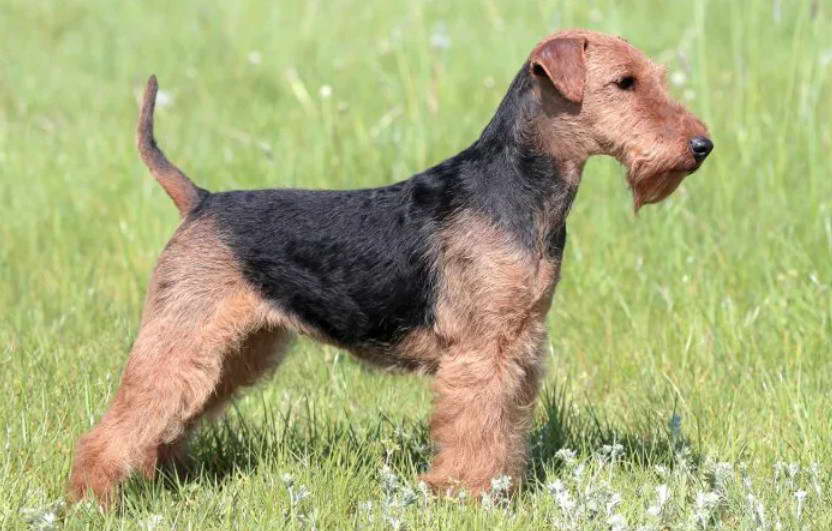 Airedale Terrier Size Comparison