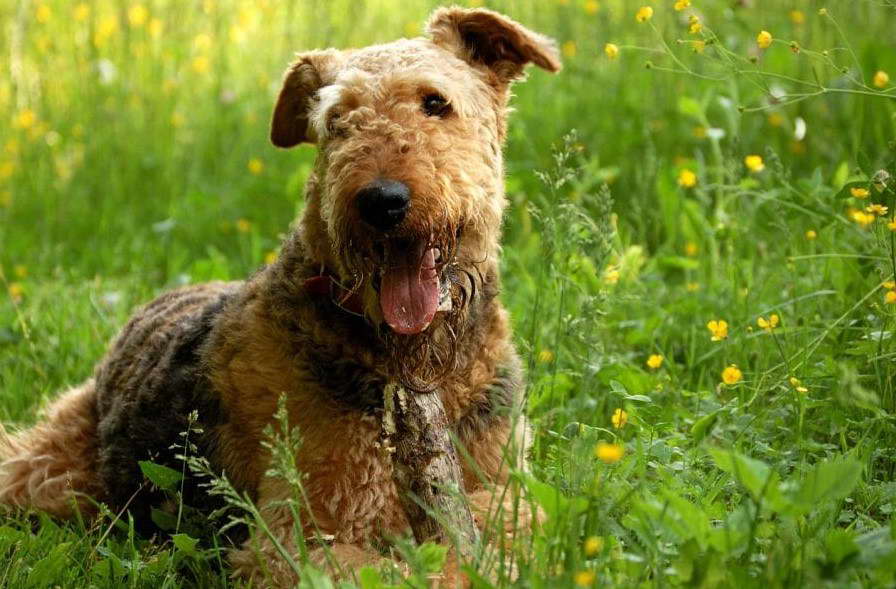 Airedale Terrier Stuffed Animal