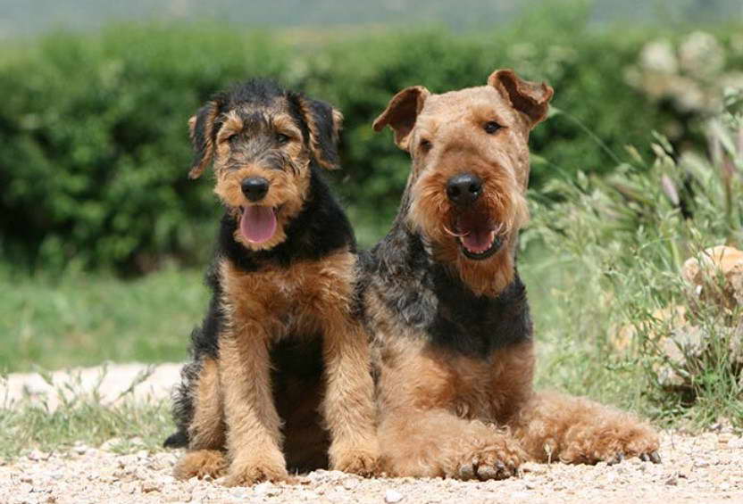 Airedale Terrier Texas