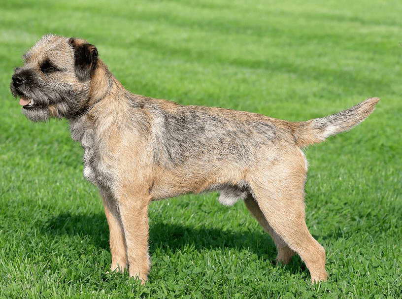 AKC Border Terrier