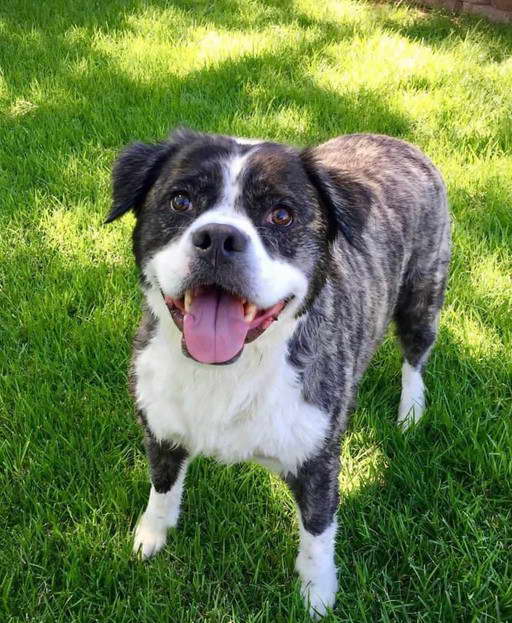 Akita Terrier Mix