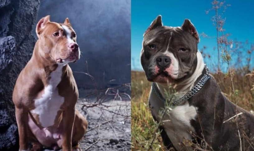 American Pit Bull Terrier Bully