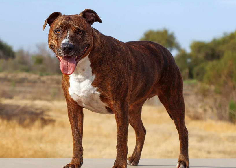 American Pit Bull Terrier Colors Brown