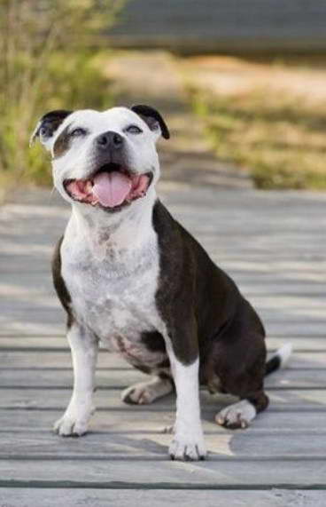 American Pit Bull Terrier Colors White