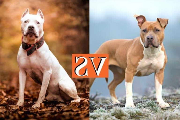 American Pitbull Terrier vs Pitbull