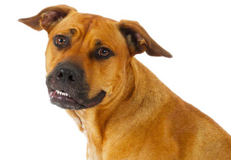 American Staffordshire Terrier Black Mouth Cur Mix