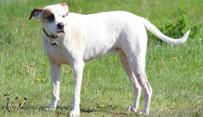 American Staffordshire Terrier Great Pyrenees Mix